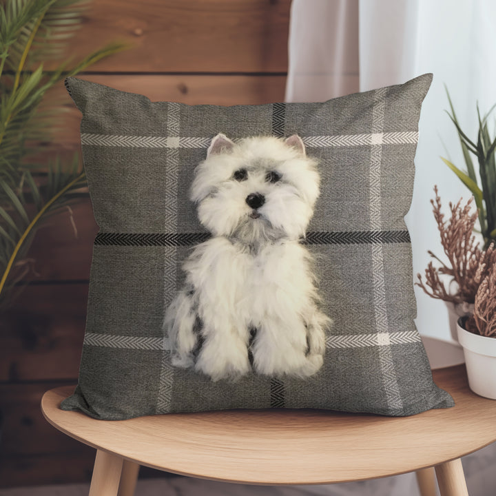Westie