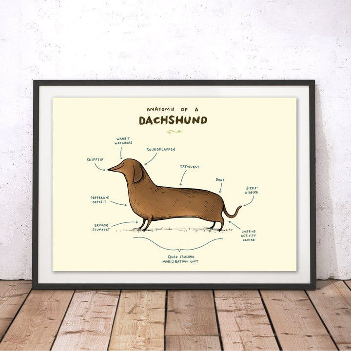 Anatomy of a Dachshund Original Print - Sophie Corrigan - Wraptious