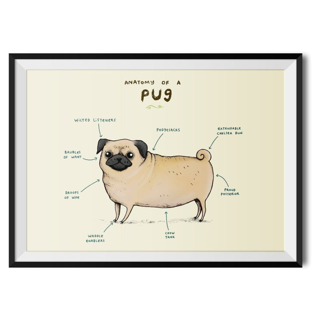 Anatomy of a Pug Original Print - Sophie Corrigan - Wraptious