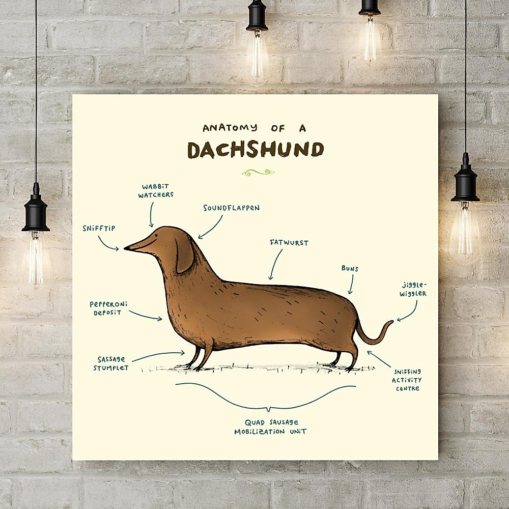 Anatomy of a Dachshund Deluxe Canvas - Sophie Corrigan - Wraptious