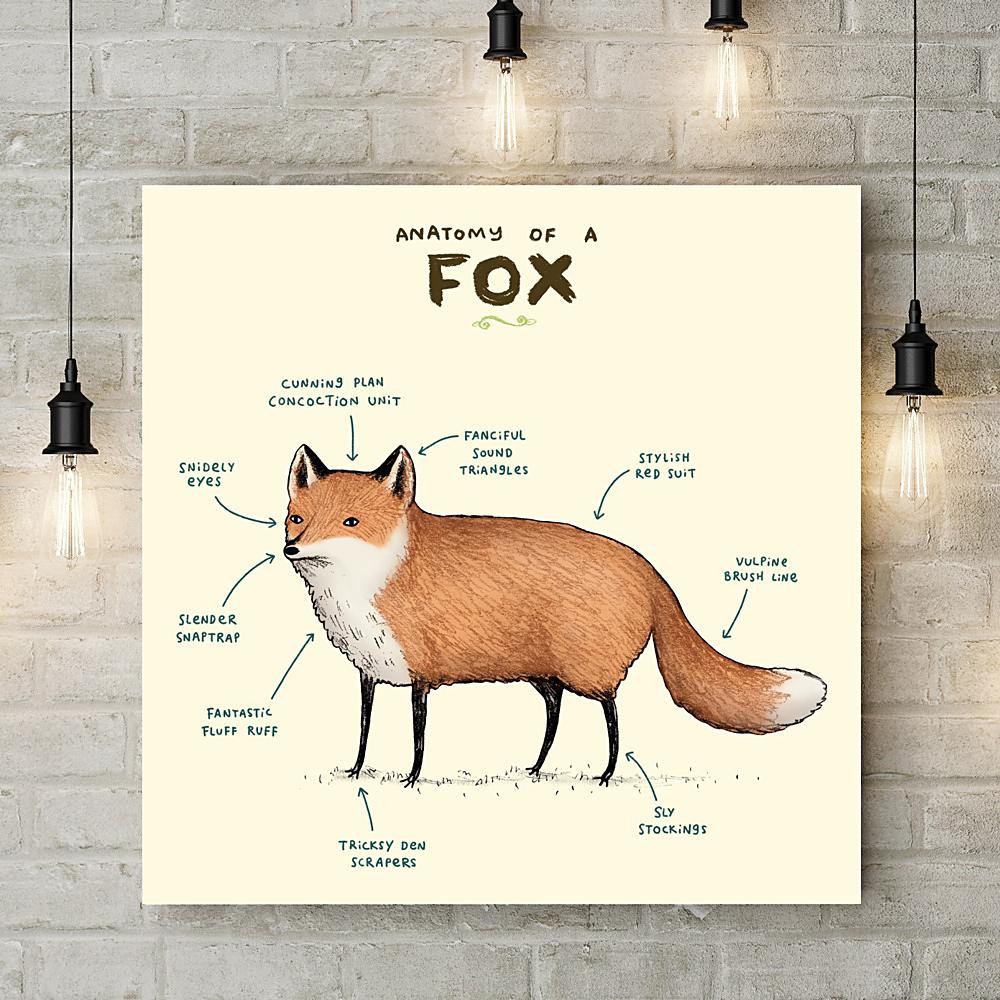 Anatomy of a Fox Deluxe Canvas - Sophie Corrigan - Wraptious