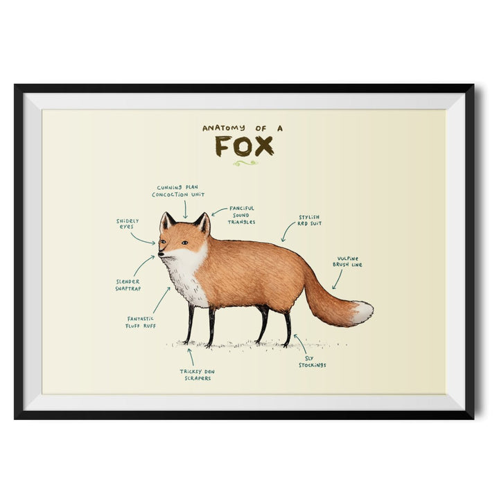 Anatomy of a Fox Original Print - Sophie Corrigan - Wraptious