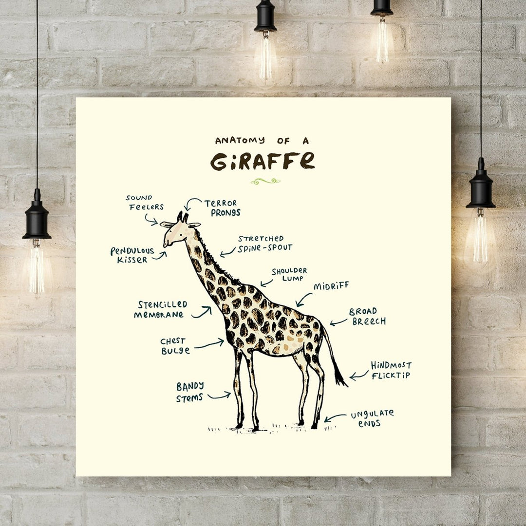 Anatomy Of A Giraffe Deluxe Canvas - Sophie Corrigan - Wraptious