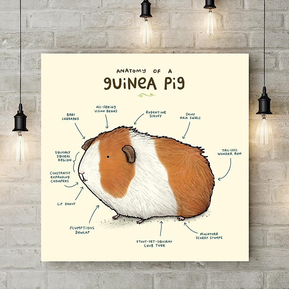 Anatomy of a Guinea Pig Deluxe Canvas - Sophie Corrigan - Wraptious