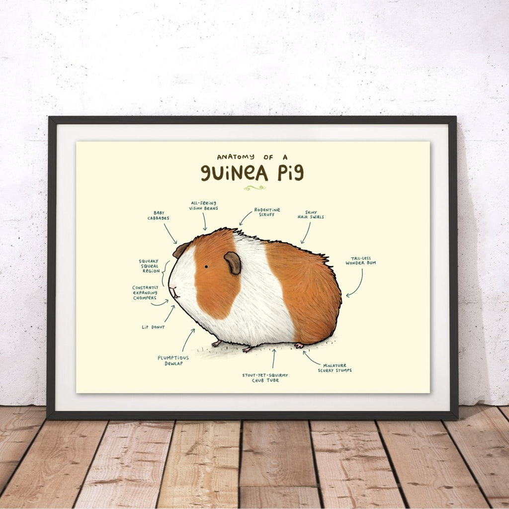 Anatomy of a Guinea Pig Original Print - Sophie Corrigan - Wraptious