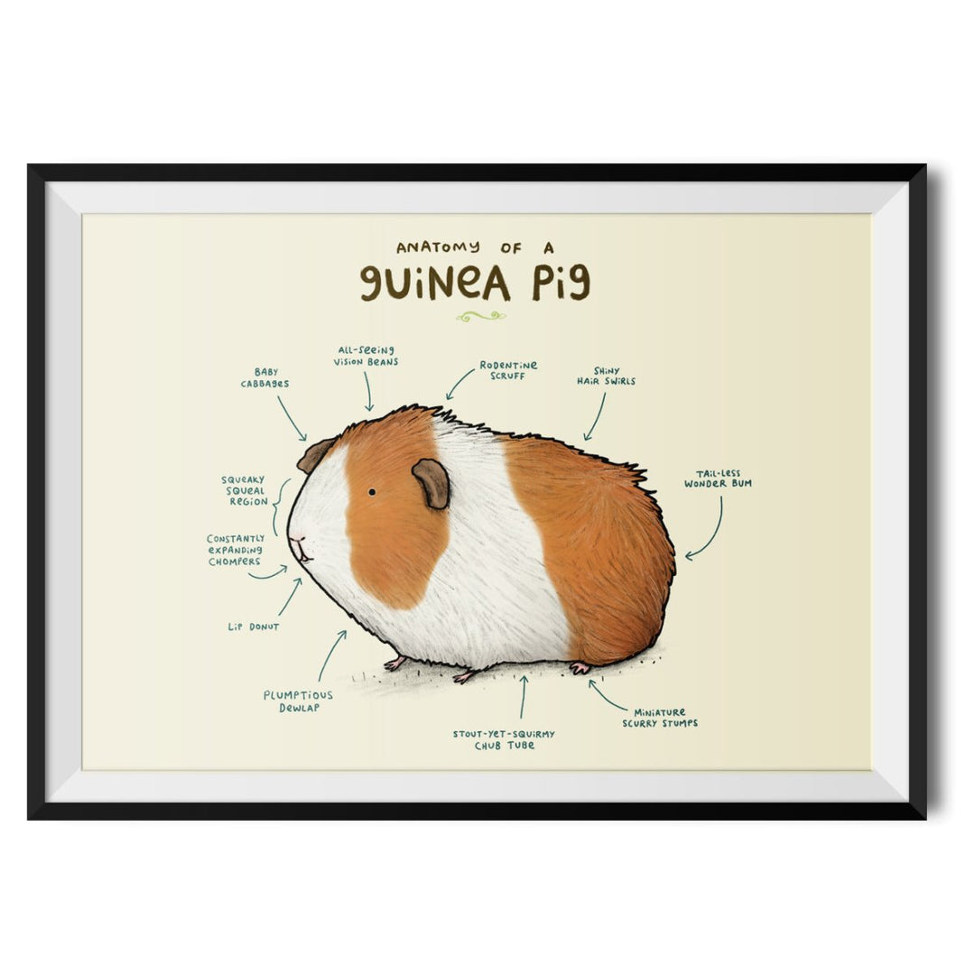 Anatomy of a Guinea Pig Original Print - Sophie Corrigan - Wraptious