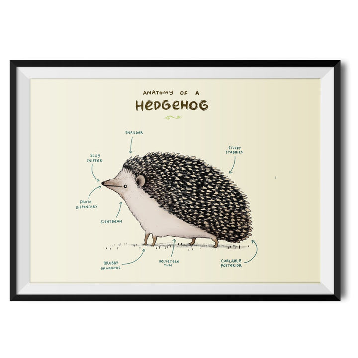 Anatomy of a Hedgehog Original Print - Sophie Corrigan - Wraptious
