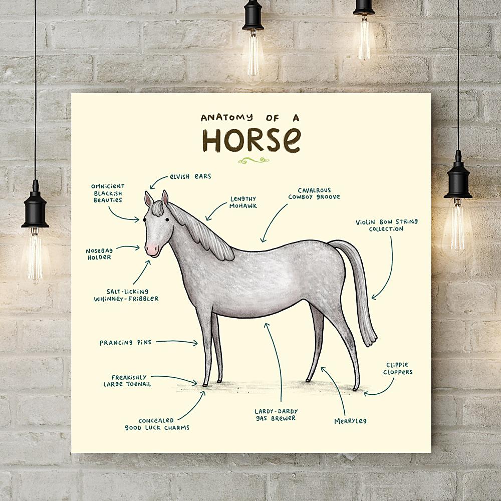 Anatomy of a Horse Deluxe Canvas - Sophie Corrigan - Wraptious