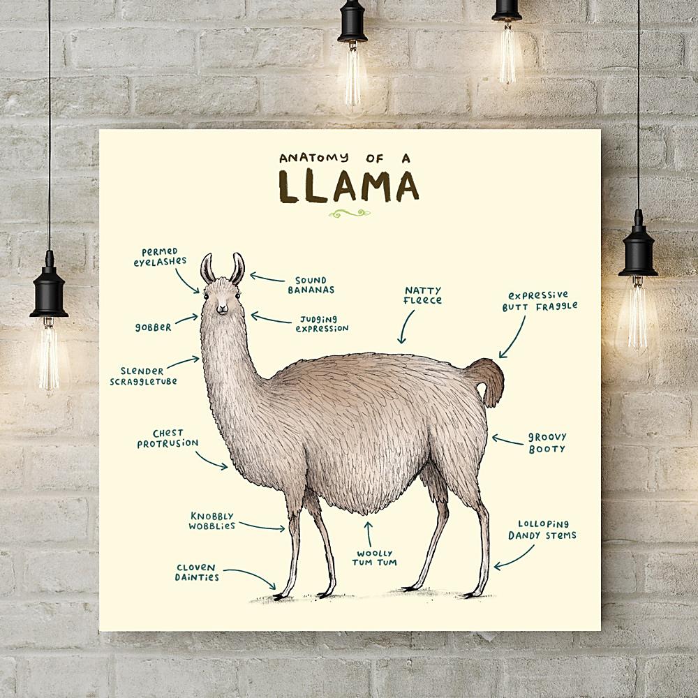 Anatomy of a Llama Deluxe Canvas - Sophie Corrigan - Wraptious