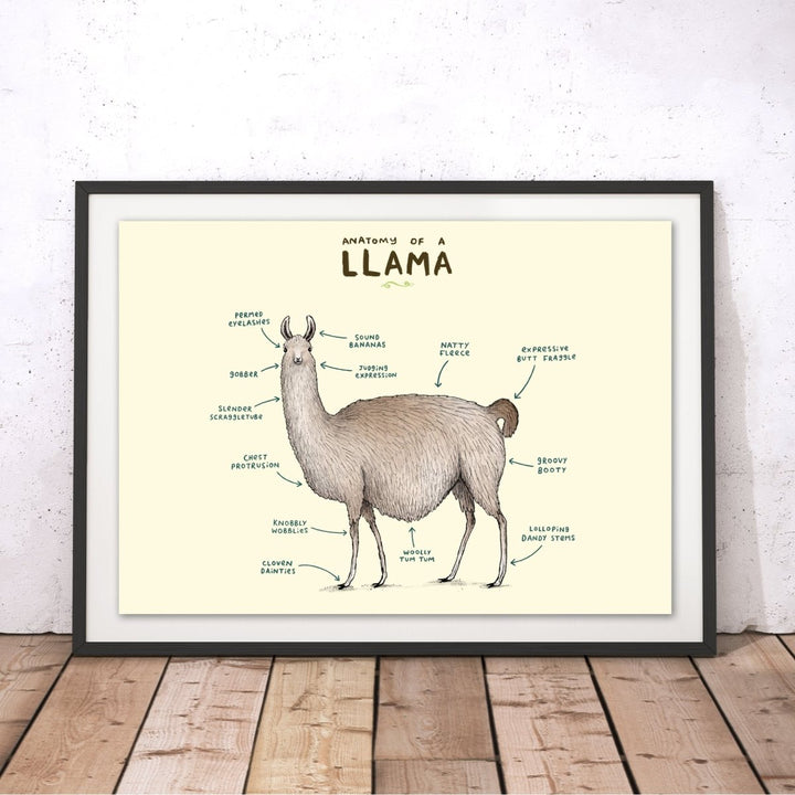 Anatomy of a Llama Original Print - Sophie Corrigan - Wraptious