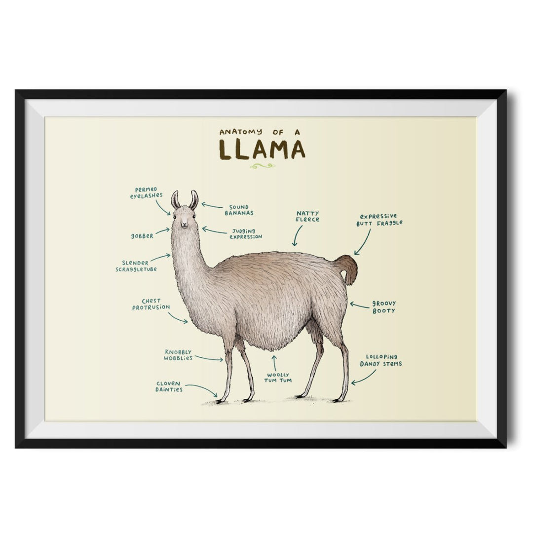 Anatomy of a Llama Original Print - Sophie Corrigan - Wraptious