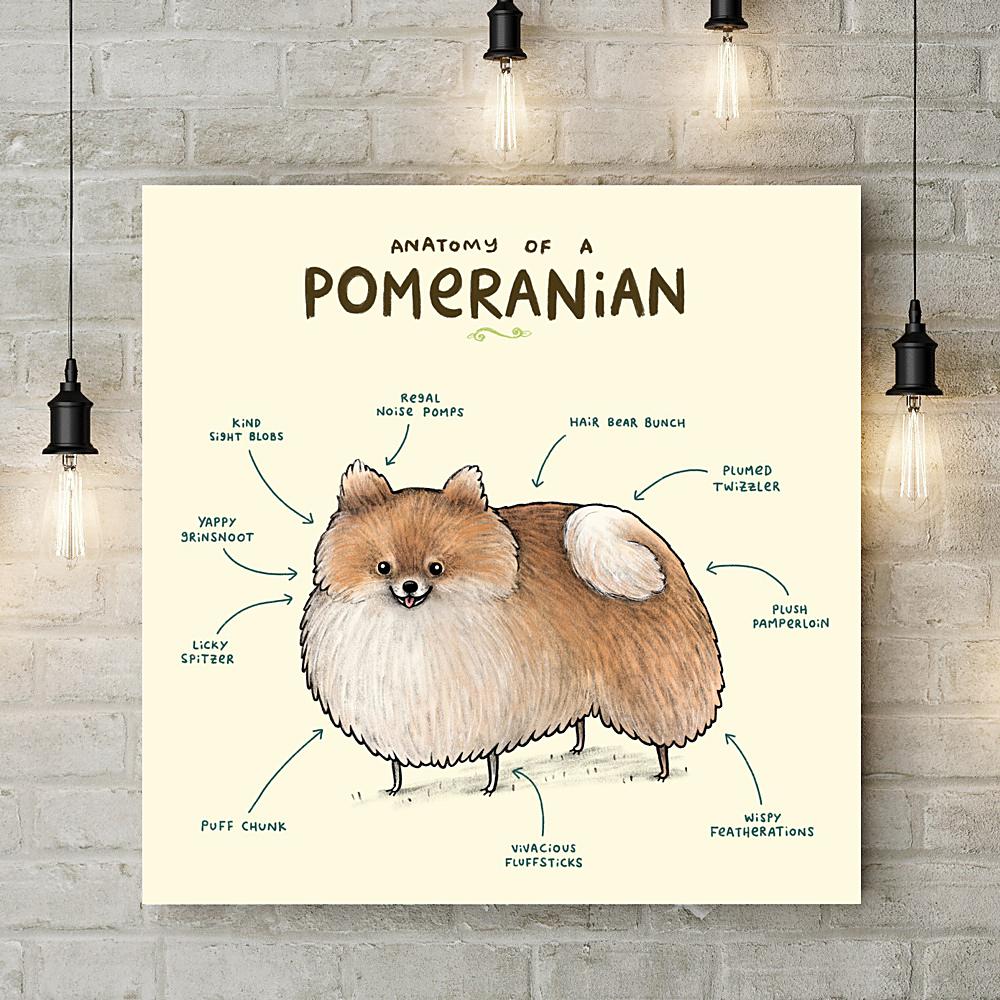 Anatomy of a Pomeranian Deluxe Canvas - Sophie Corrigan - Wraptious