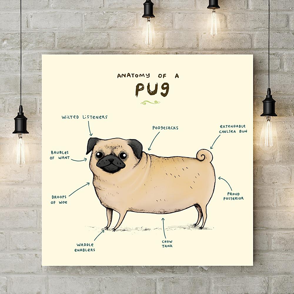 Anatomy of a Pug Deluxe Canvas - Sophie Corrigan - Wraptious