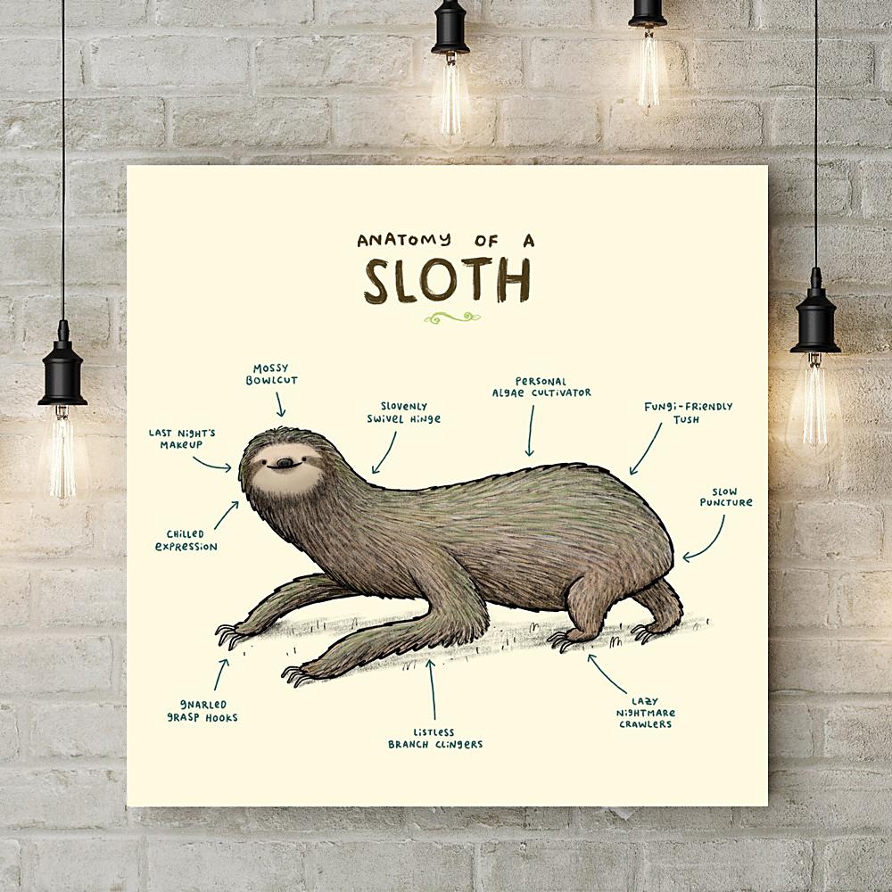 Gifts | Anatomy of a Sloth Sophie Corrigan Canvas | Wraptious